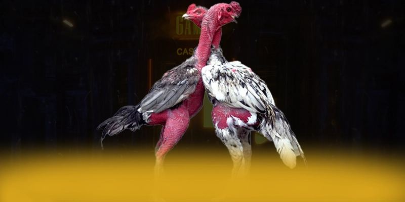 
Điểm nổi bật tại SA88 - Cổng cá cược phổ biến nhất được cộng đồng đánh giá cao
