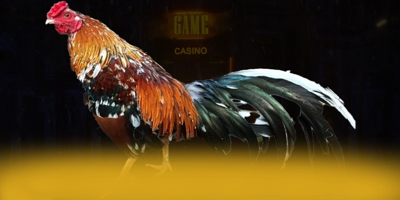 VWIN – Cổng game được nhiều người chơi lựa chọn, được giới cược thủ đánh giá cao.