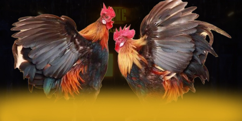 DAGA88 - Nhà cái bảo mật cao được giới chuyên môn đánh giá cao – Đánh giá DAGA88 DAGA88 - Nhà cái bảo mật cao được giới chuyên môn đánh giá cao – Đánh giá DAGA88