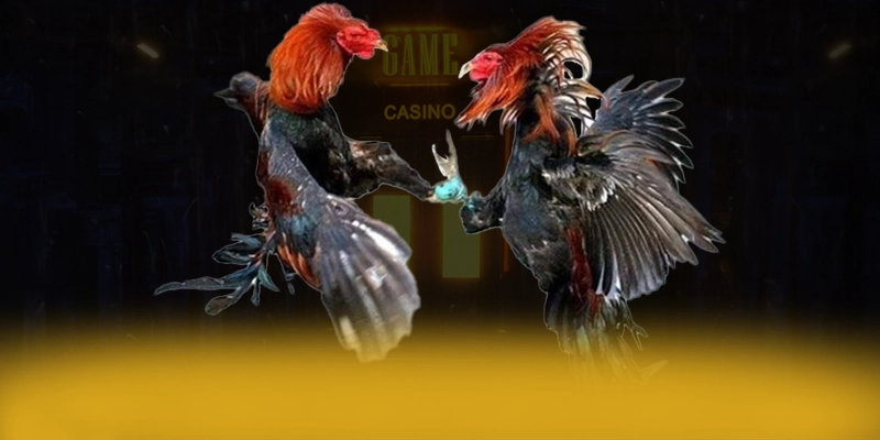 SA88 - Nền tảng cá cược trực tuyến đáng tin cậy được yêu thích hàng đầu – Tìm hiểu SA88