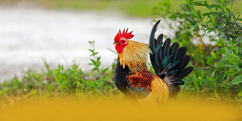 Khám phá GO8 - Cổng giải trí chất lượng được quan tâm
Khám phá GO8 - Cổng giải trí chất lượng được quan tâm