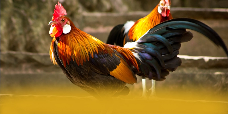 
Khám phá ngay DAGA88 - Cổng game đáng chơi nhất trên thị trường
