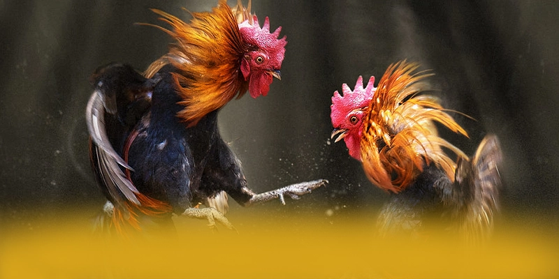 DAGA88 - Tổng quan đánh giá với đầy đủ ưu điểm nổi bật. DAGA88 - Tổng quan đánh giá với đầy đủ ưu điểm nổi bật.