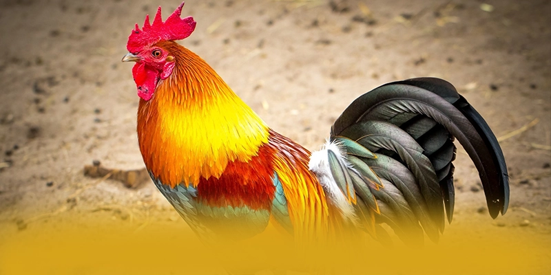 KKWIN - Thương hiệu được cộng đồng tin tưởng 2025 – Tìm hiểu thêm về KKWIN