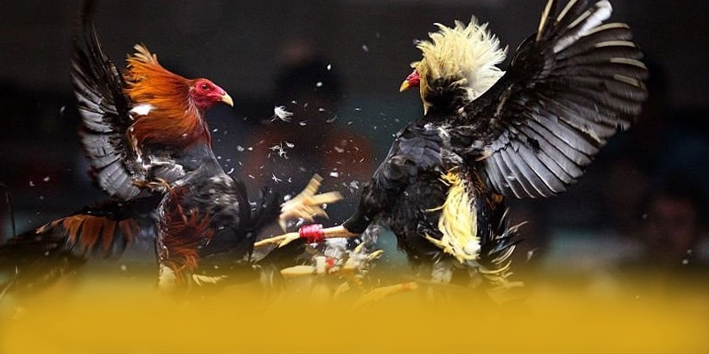 
Đánh giá NK88 - Sảnh game an toàn tuyệt đối mới nhất hiện nay
