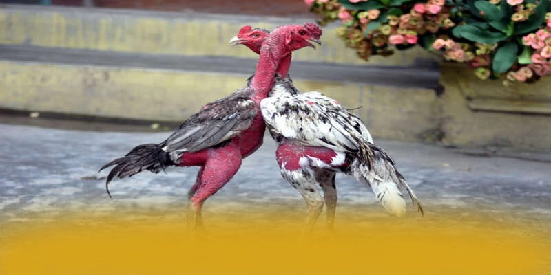 AU88 – Cổng game hàng đầu Việt Nam, được cộng đồng đánh giá tích cực.